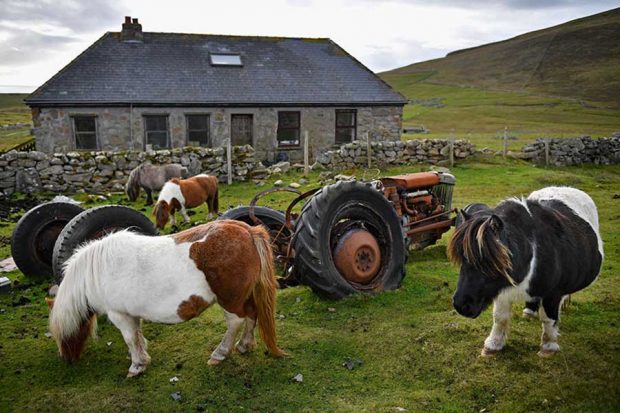 تصاویری از جزیره ای بکر که ساکنان آن اسب‌های مینیاتوری هستند