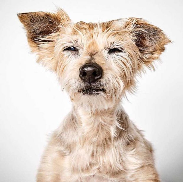 عکاسی پرتره از سگ‌های ولگرد برای پیداکردن خانه‌های همیشگی