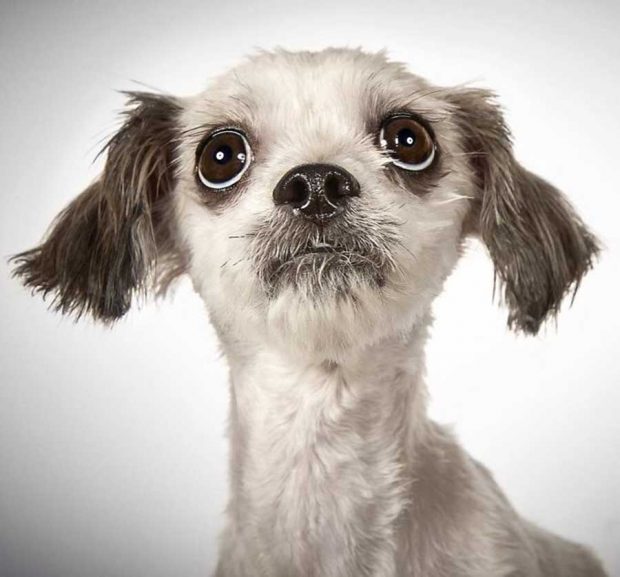 عکاسی پرتره از سگ‌های ولگرد برای پیداکردن خانه‌های همیشگی