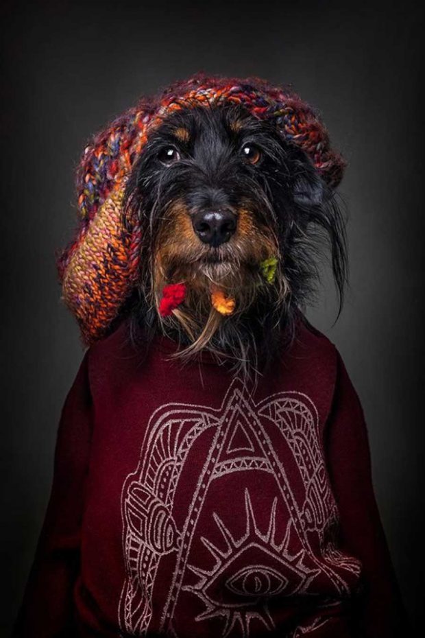 تصاویر خلاقانه از پرتره سگ ها با پوشش انسان ها