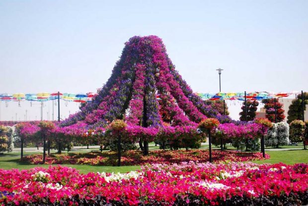 تصاویری شگفت انگیز از باغ گل در دل بیابان های دبی