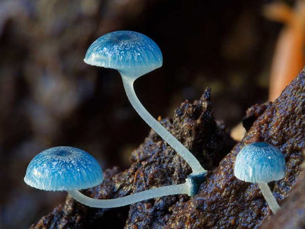 قارچ های استرالیایی