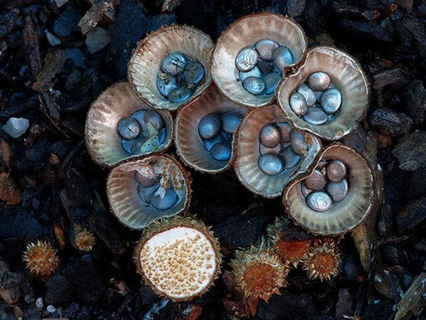 قارچ های استرالیایی