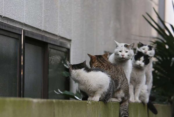 تصاویری از شکار صحنه‌هایی از صورت گربه ها