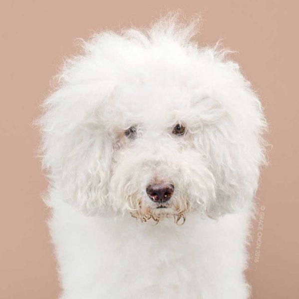 تصاویری از آرایش موی سگ ها