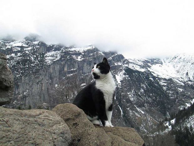 تصاویر گربه ای که راهنمای مرد گمشده در کوه شد
