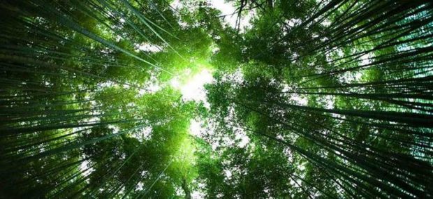 جنگل بامبو